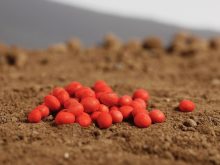 Pitura becomes NK soy’s supplier